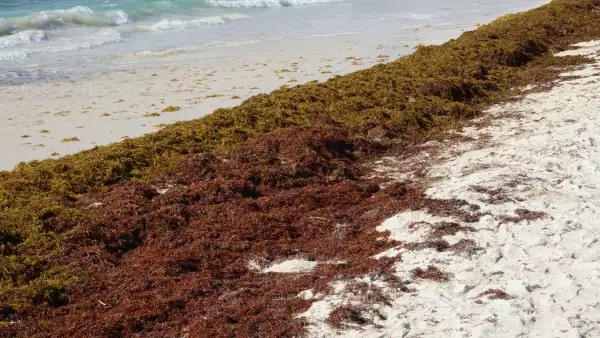 Estas son las playas mexicanas más afectadas por el sargazo en 2025