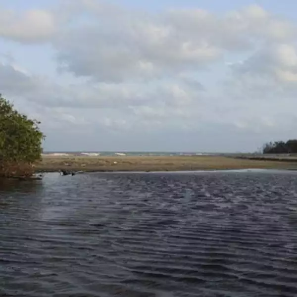 Los manglares son los riñones del planeta