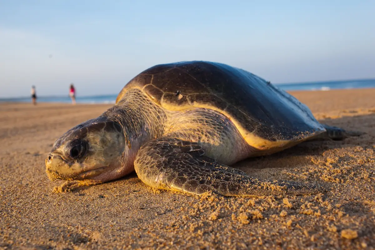 Tortugas