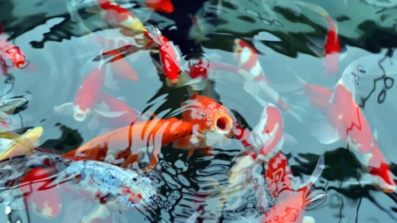 peces de colores en el acuario de fukushima