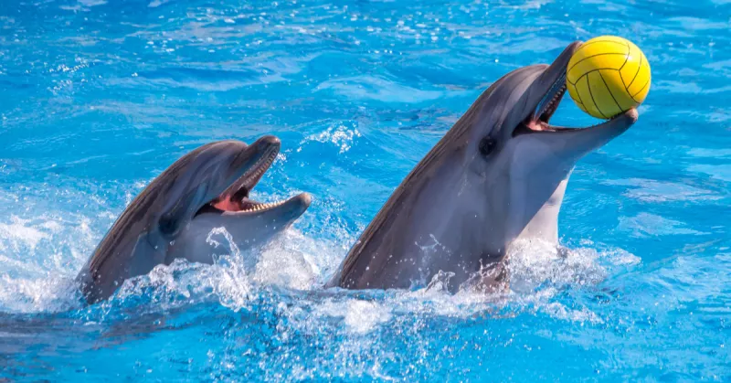 Adiós a los shows con delfines y focas en México: diputados aprueban la ley Mincho 