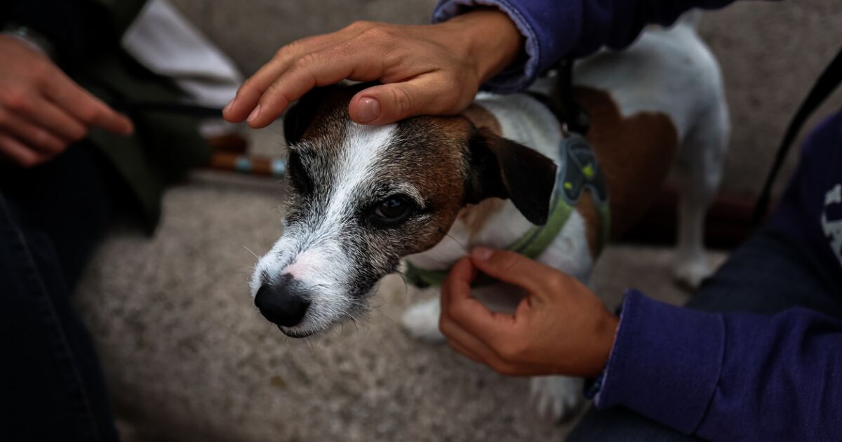 La UNAM organiza jornada de vacunaci&oacute;n antirr&aacute;bica gratuita