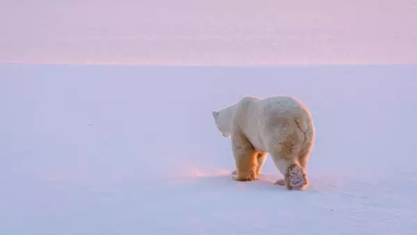 Life in the frigid north