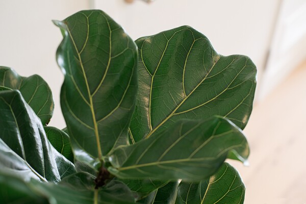 plantlady_3