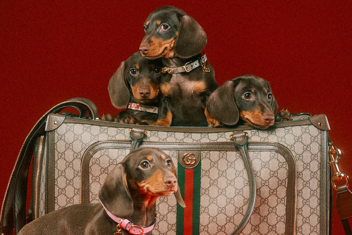 GucciPet.jpg