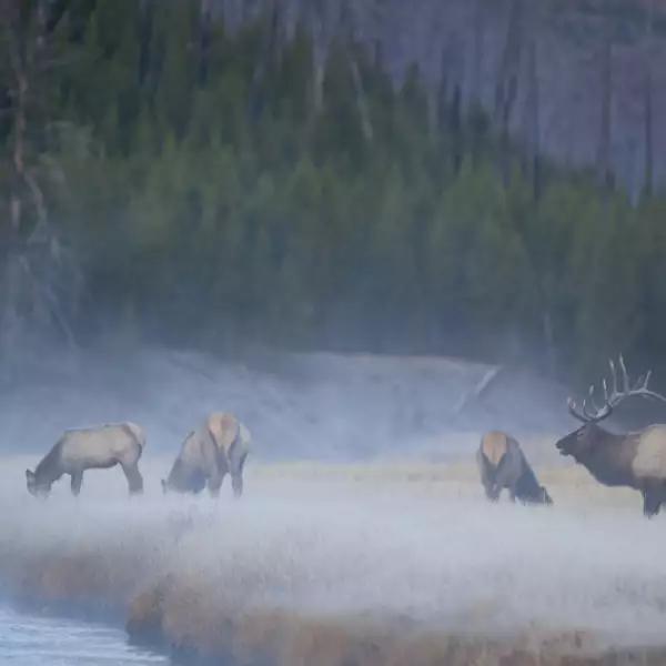 Yellowstone national Park