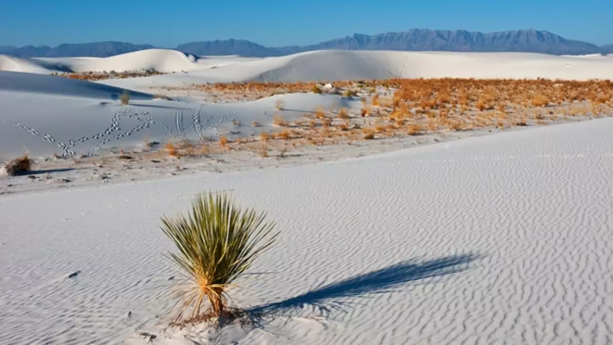 dunas nuevo mexico