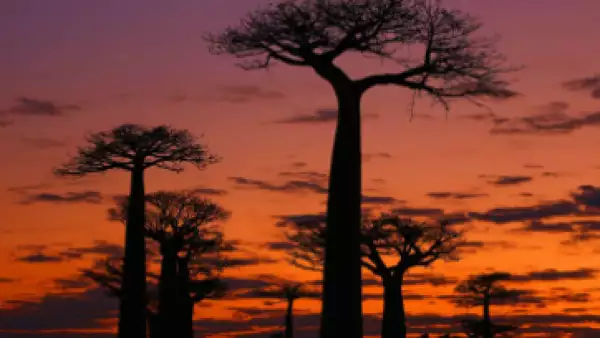 Los árboles Baobab de 1,000 años son el telón de fondo de intensos atardeceres rurales en Madagascar. (Foto: Anisha Shah )