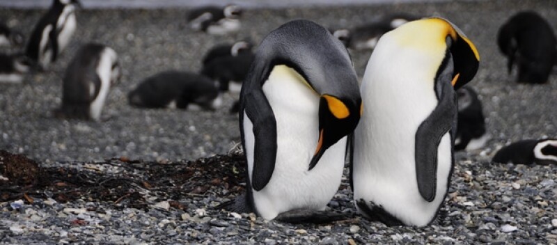 Ver pingüinos en su habita natural es de los espectáculos más bellos.