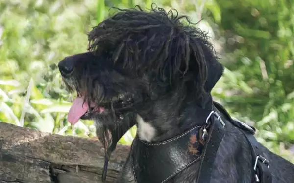 AMORES PERROS. 'El día del accidente fue el día que mataron a mi hijo (como se refiere a su perro Nelson) y me sigue costando trabajo aceptarlo', asegura Liz.