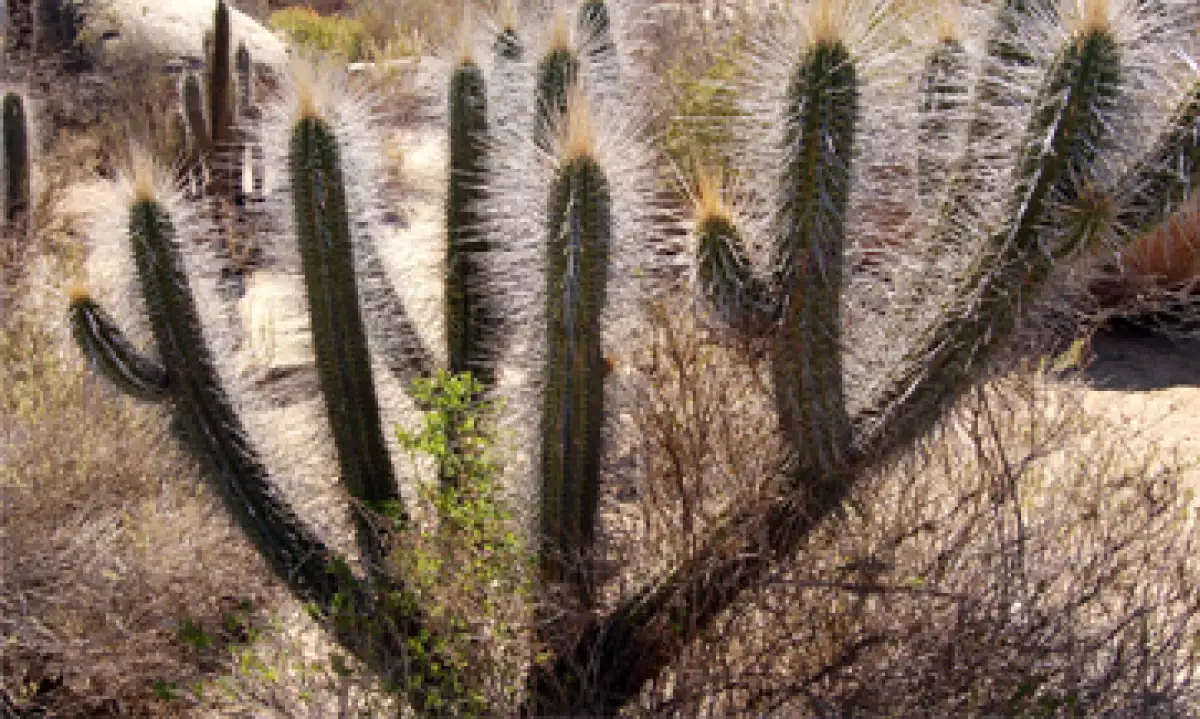 cactus_gen�rica_01