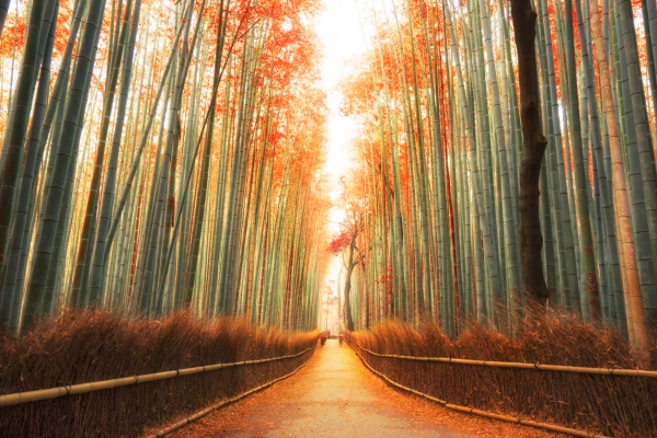 Puedes explorar el bosque a pie o en bicicleta y pasear por los campos de bambú.
