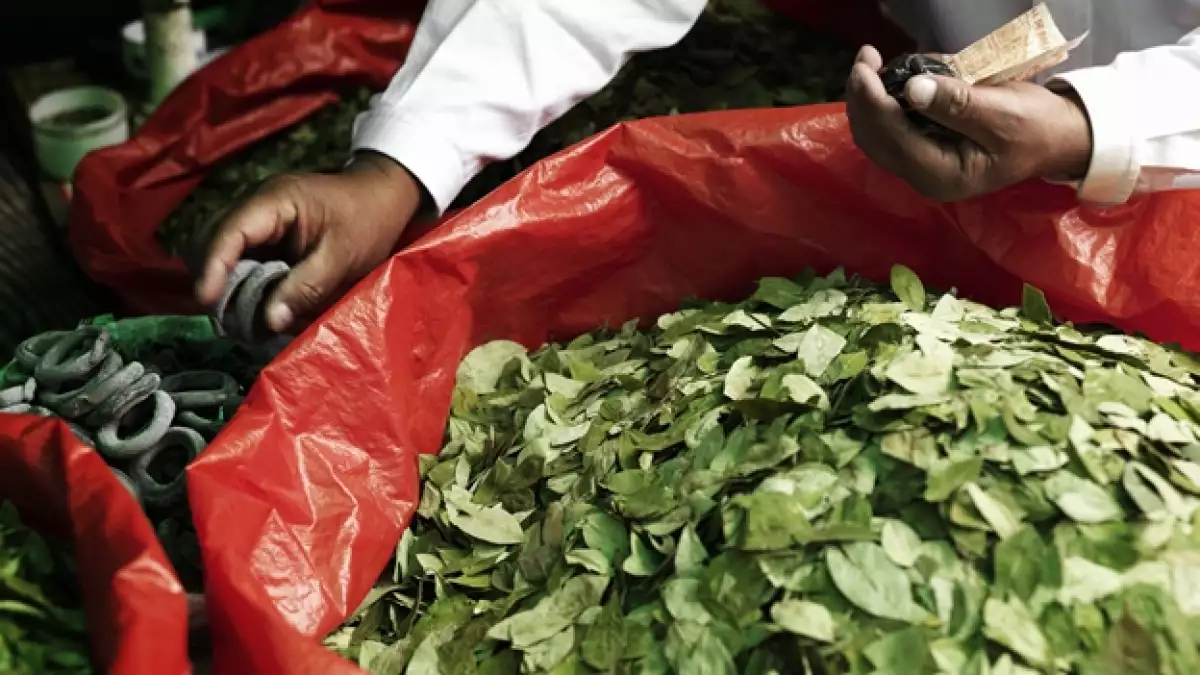Las hojas de coca comercializadas en la Paz, Bolivia