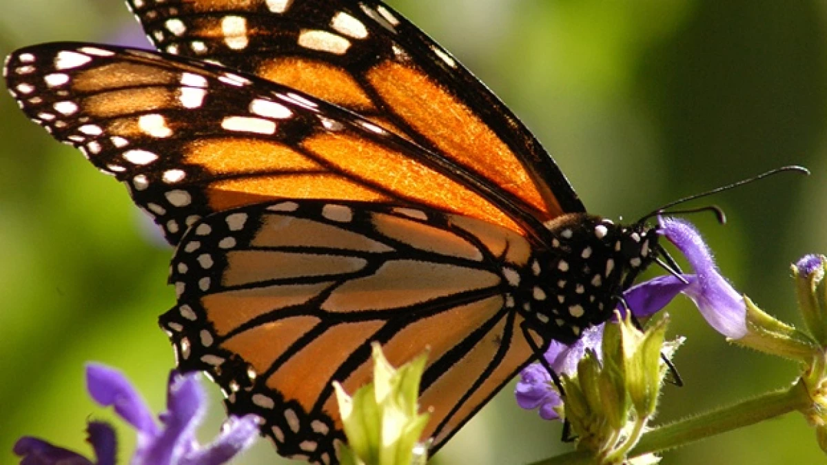 mariposa monarca