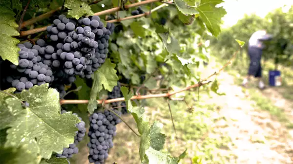 Líder mundial en la exportación de Lambrusco.