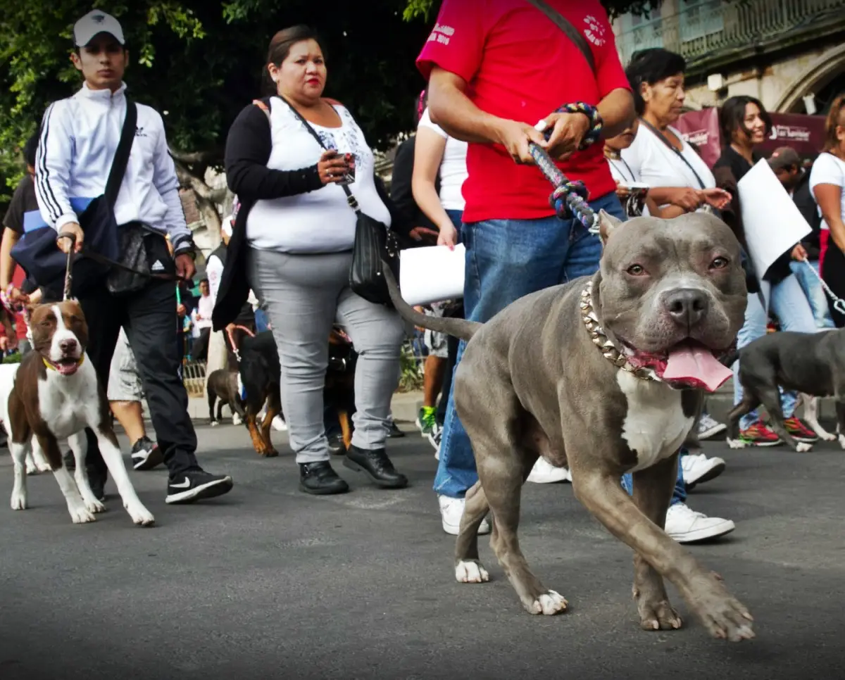 peleas de perros 