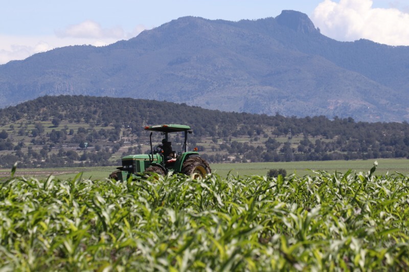 Campo mexicano