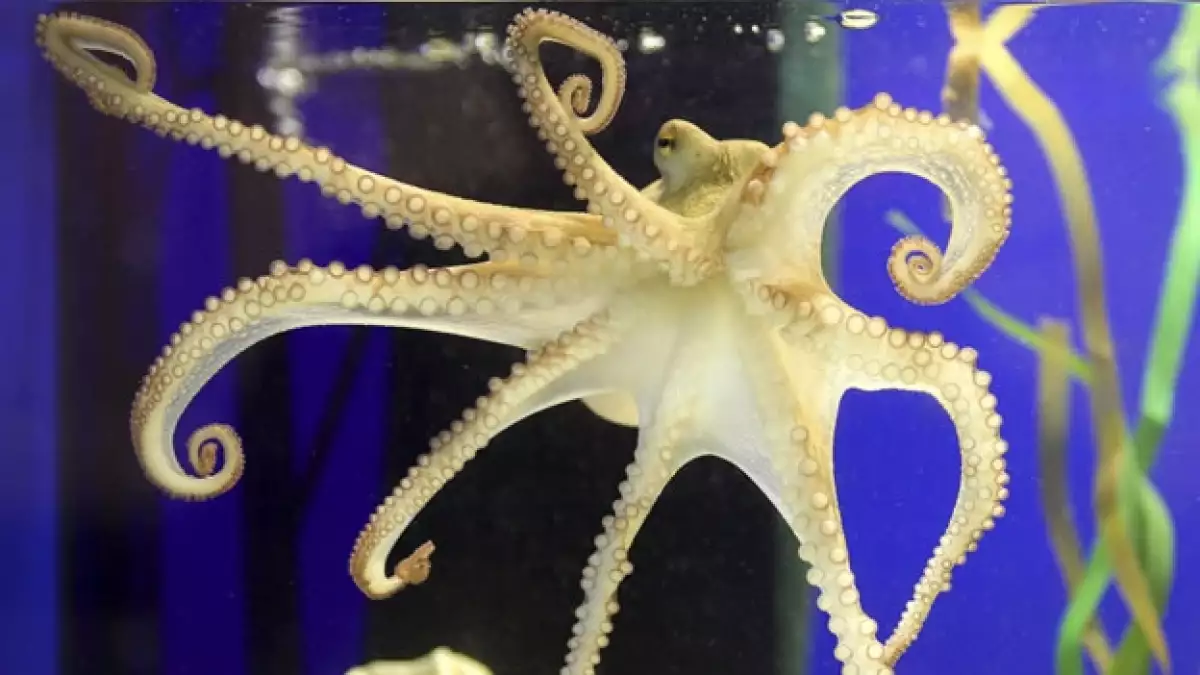 sucesor de pulpo paul