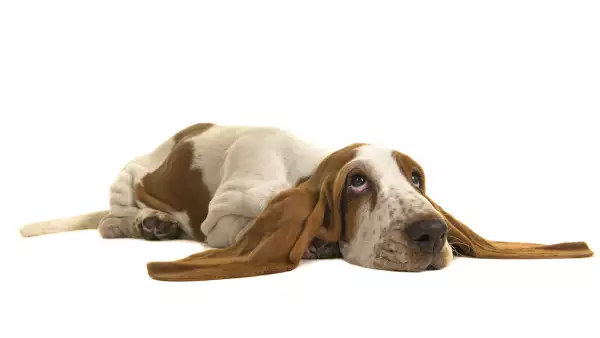 Perrito