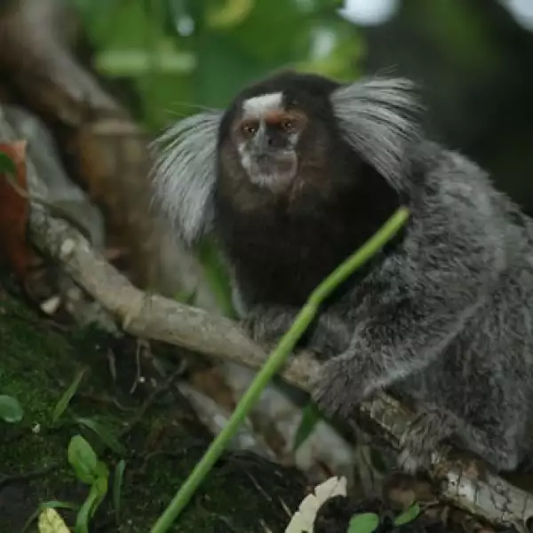 nuevas especies amazonas