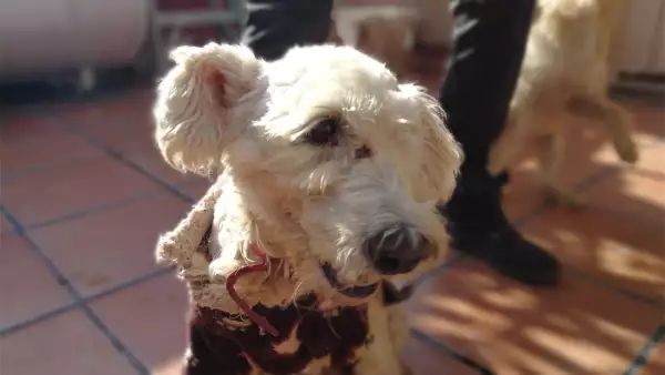 perro