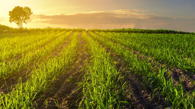 campo maiz alimentos