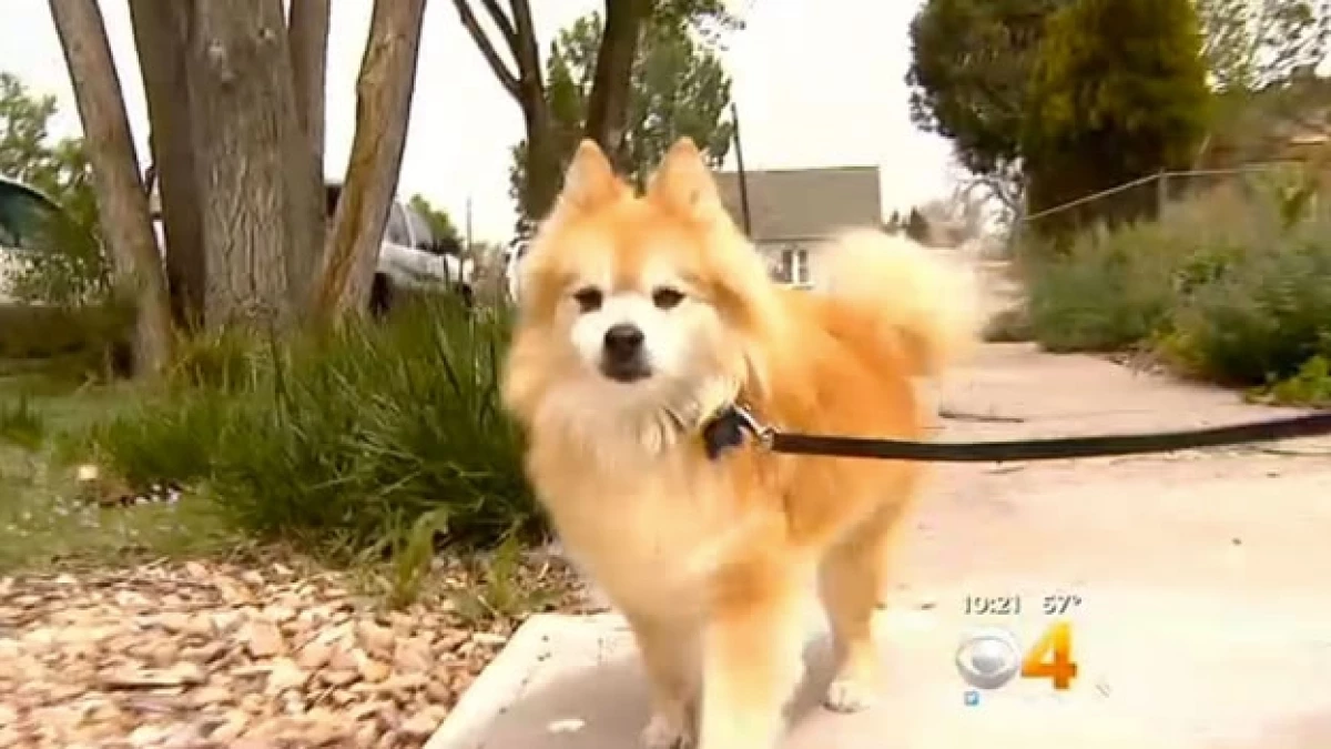 El perro pomerano de 14 años que recibe una ministración de suplemento con marihuana para tratar su epilepsia