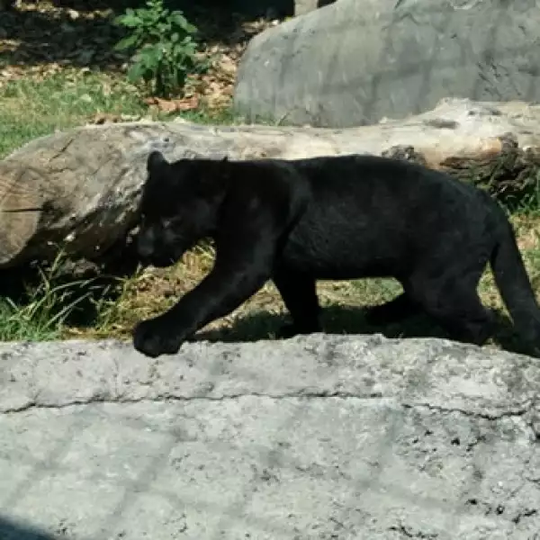jaguar negro chapultepec