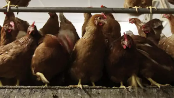 Reforzará de forma inmediata el suministro de huevo incubable, afirmó Bachoco. (Foto: AP)