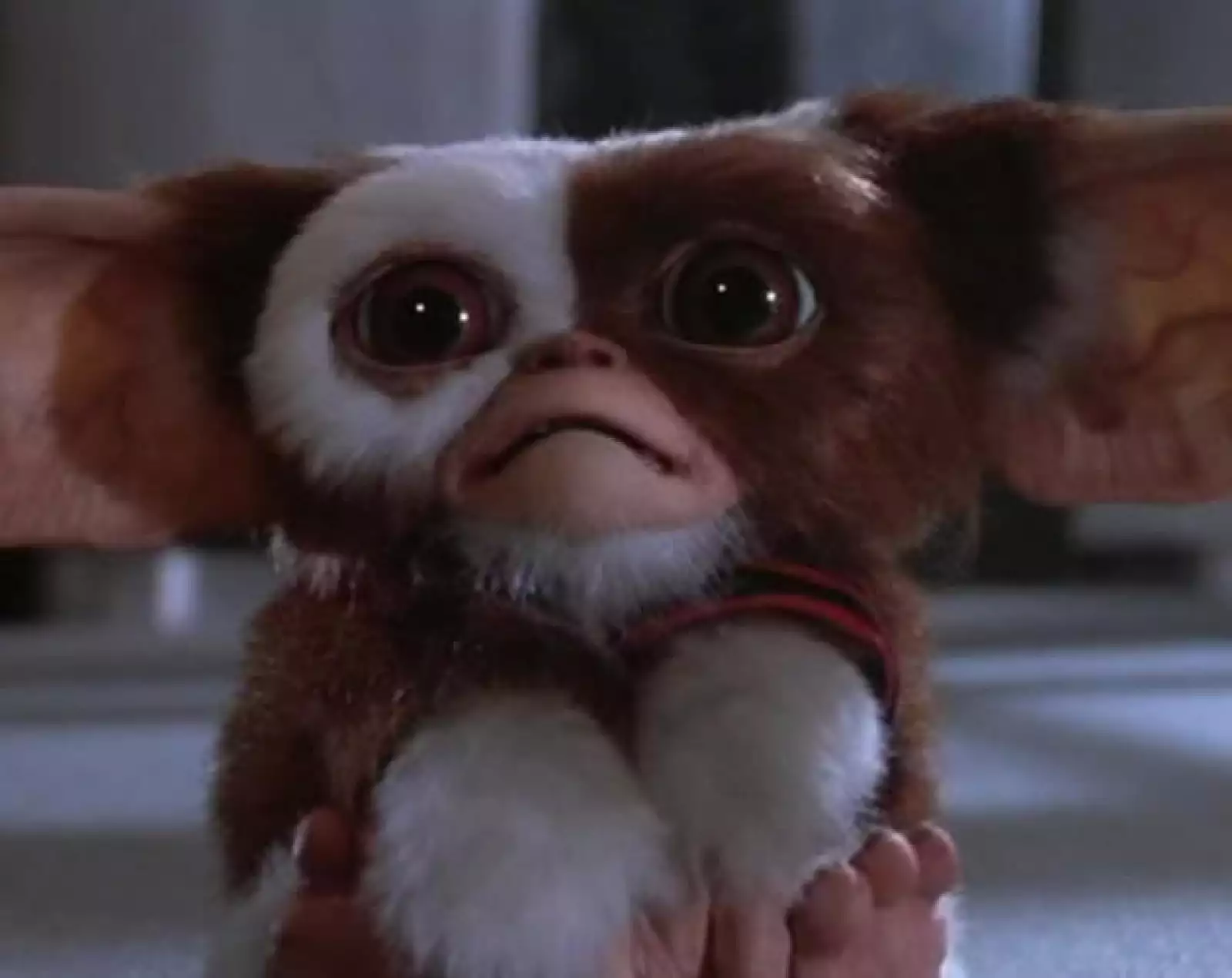 Esta terrorífica comedia cuenta la historia de Gizmo, un Mogwai, que Randall le da a su hijo Billy en Navidad. Gizmo debe vivir bajo ciertas condiciones, entre ellas nunca alimentarlo después de me...