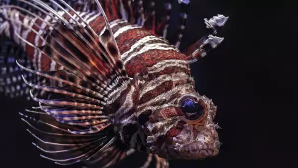 Pez león en México