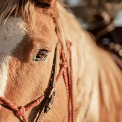 Estudio afirma que los caballos perciben el miedo de los humanos