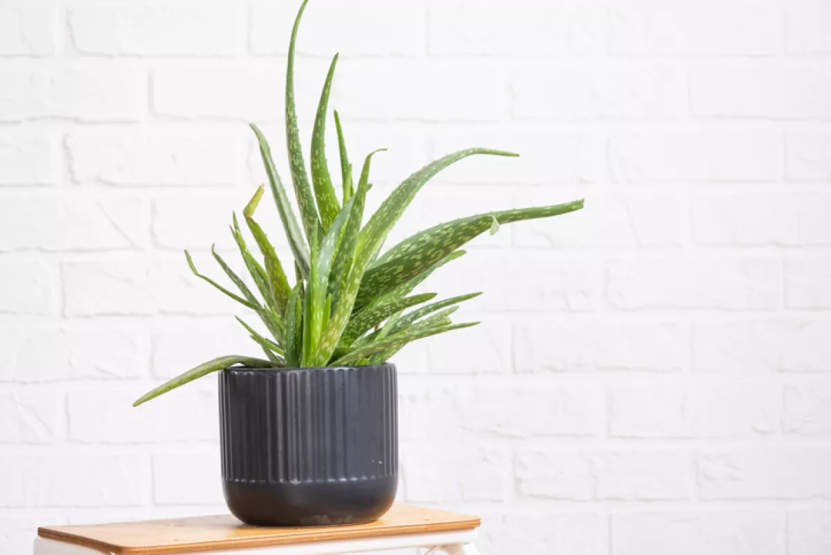 Aloe Vera en una maceta negra
