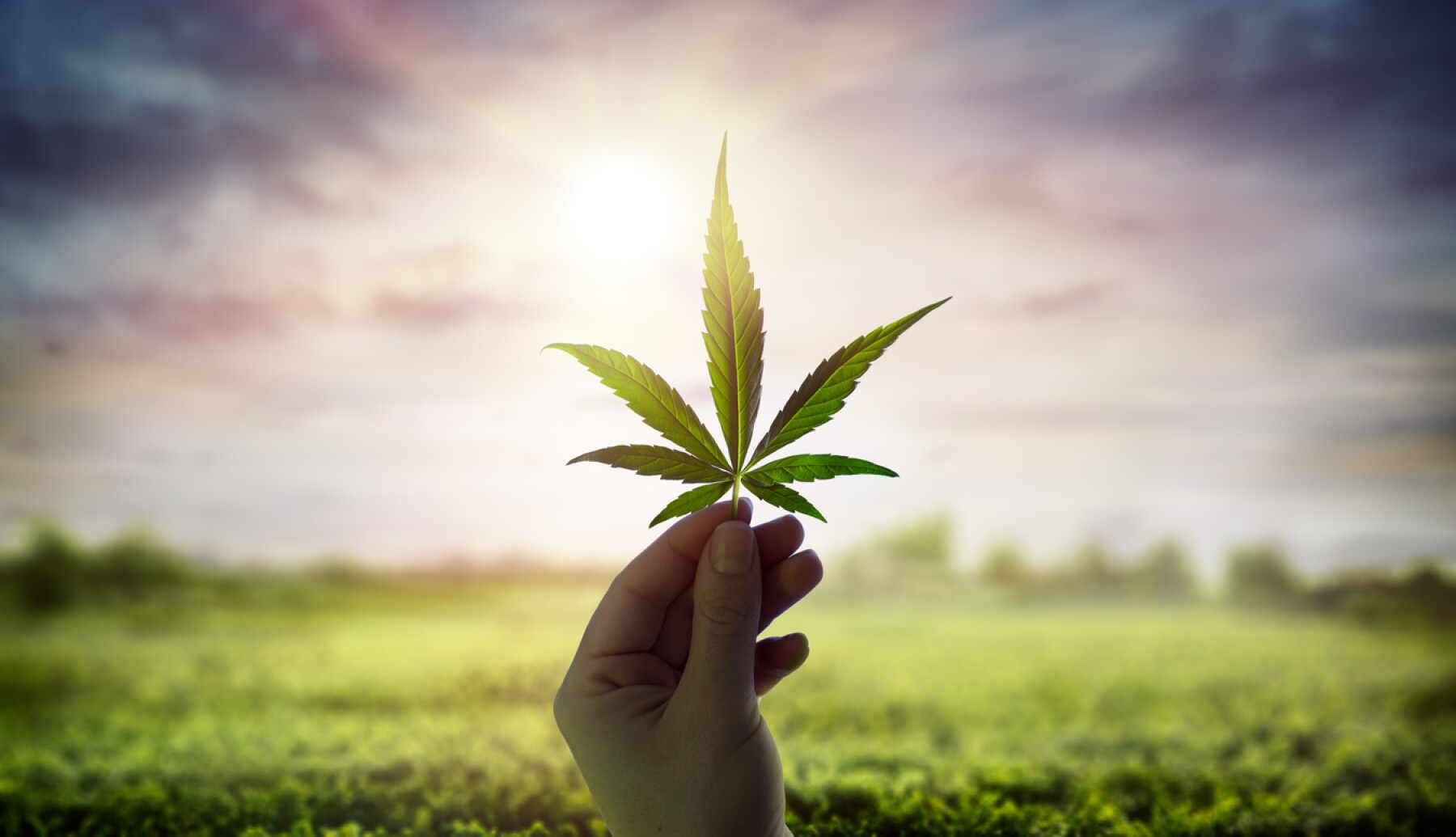 Legalizazión mariguana empresas