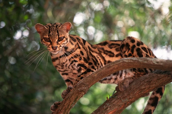 Animales afectados por el Tren Maya
