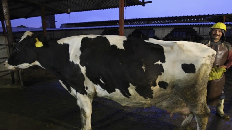 Vaca