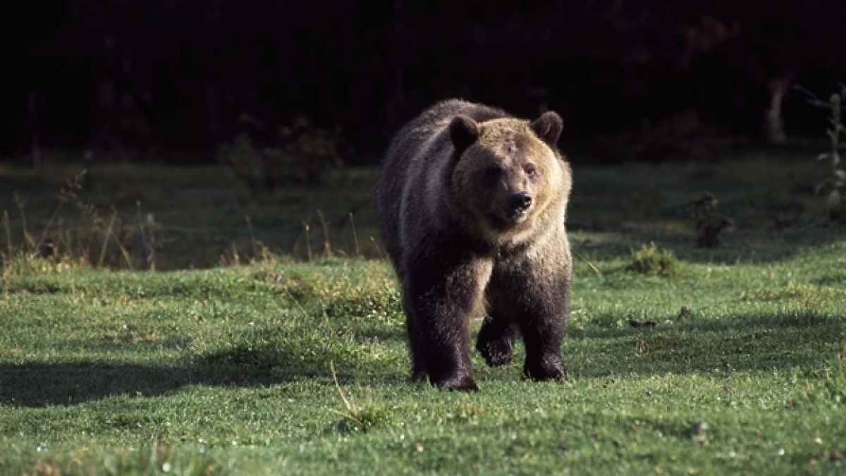 oso grizzly
