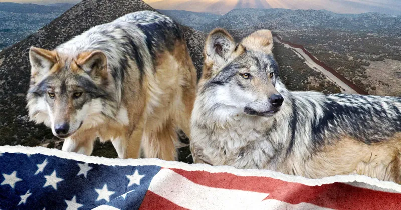 Imágenes de lobos mexicanos con una bandera de Estados Unidos. 