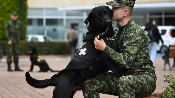 lomitos terapeutas ayudan a soldados heridos en hospital de colombia