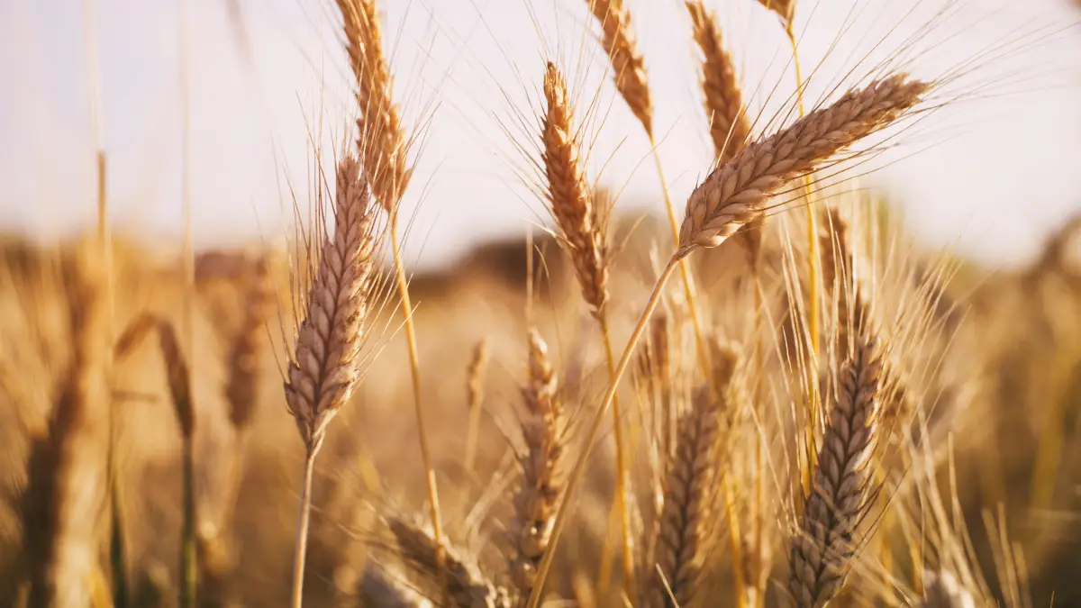 Cultivo trigo