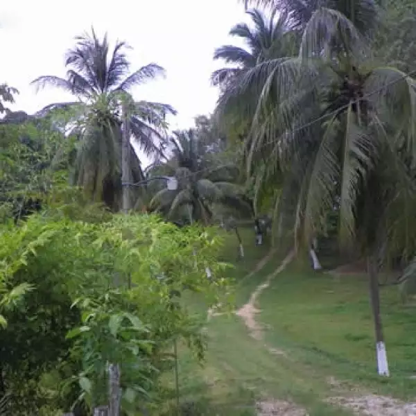 la chingada de lopez obrador