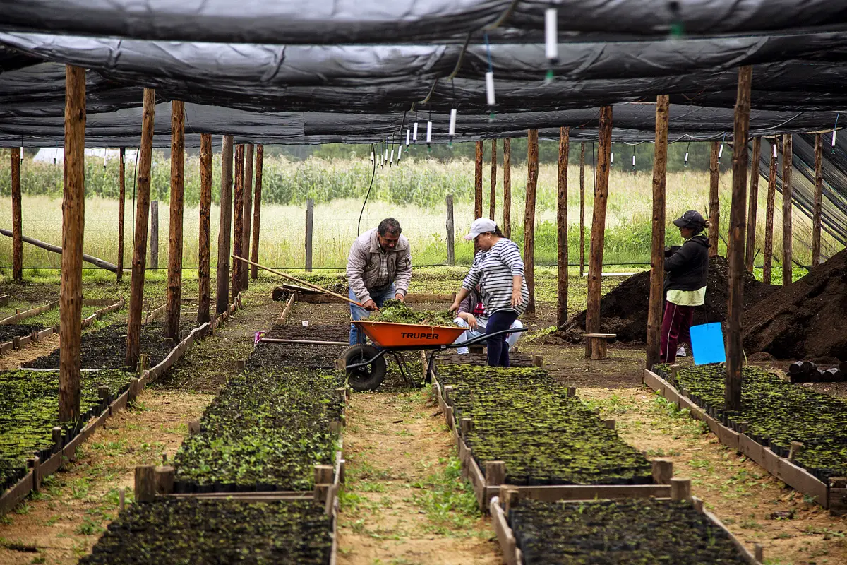 sembrando-vida-vivero.jpg