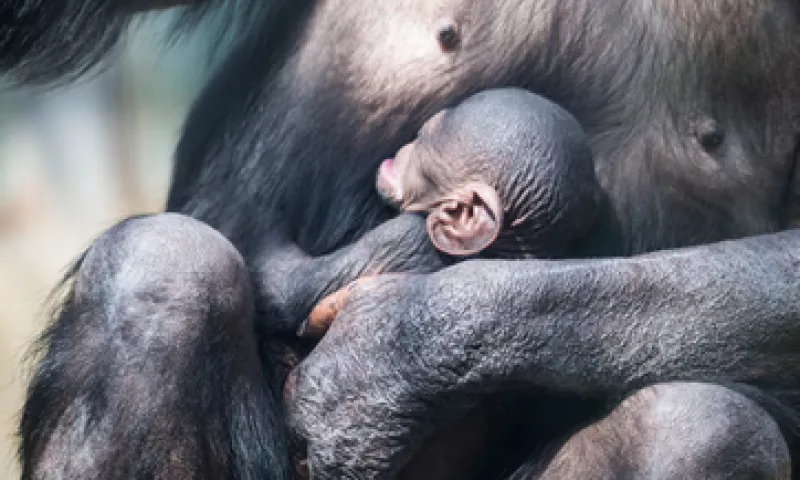 Muchos animales ya están siendo tratados a un hospital especializado. (Foto: Getty Images)