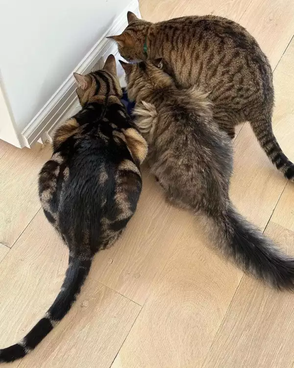 Sarah Jessica Parker y su familia tienen tres gatitos.