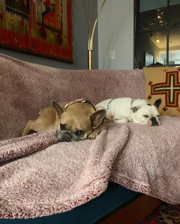 secuestrador-perritos-lady-gaga-sentencia.jpg