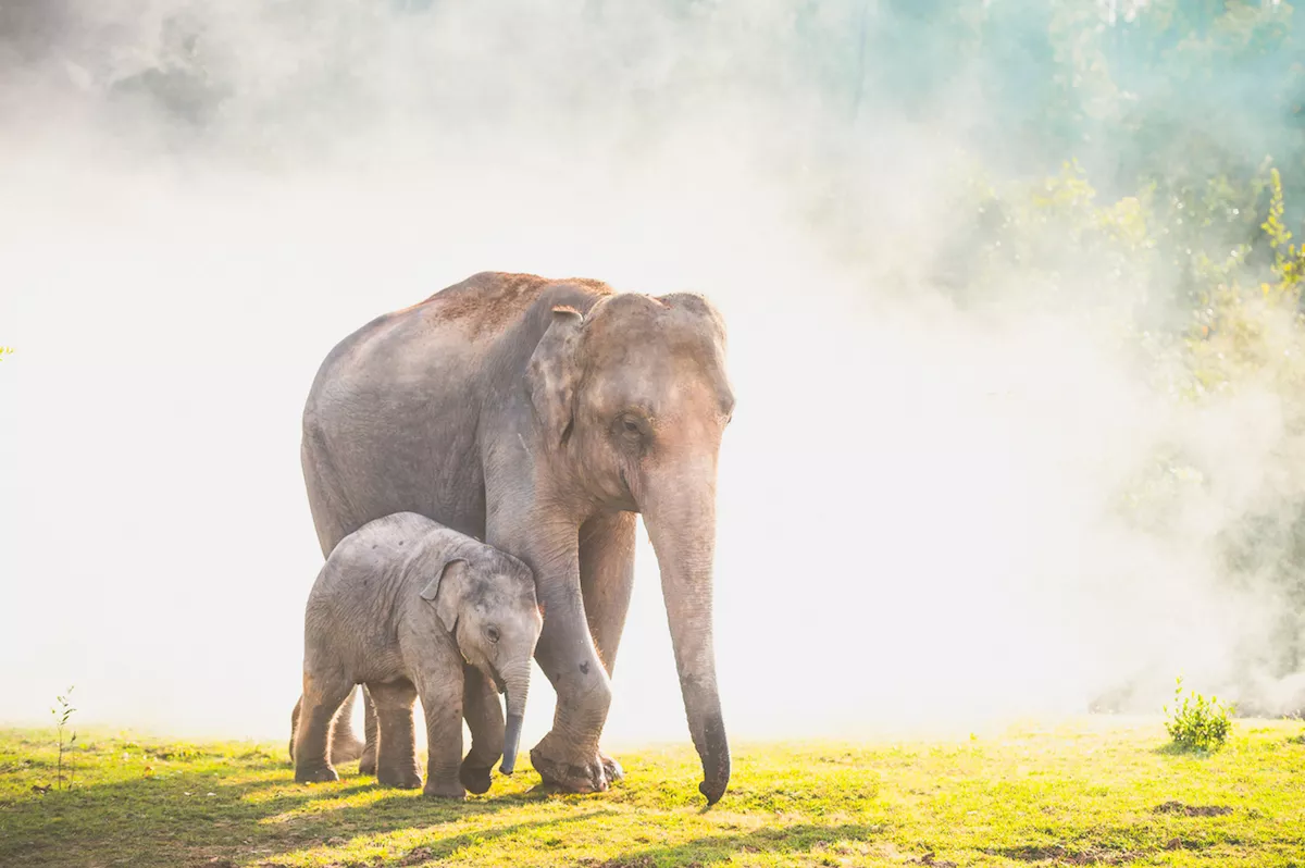 Elephants walking in the tropical rainforest rice field at sunrise