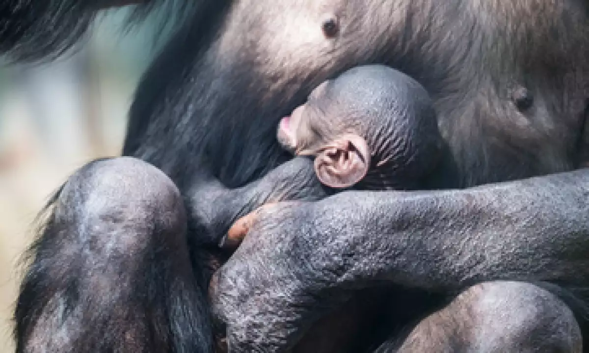 Muchos animales ya están siendo tratados a un hospital especializado. (Foto: Getty Images)