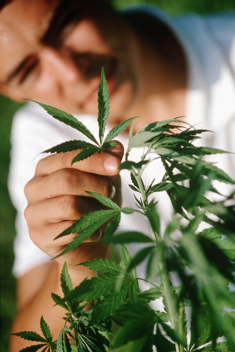 Uso medicinal