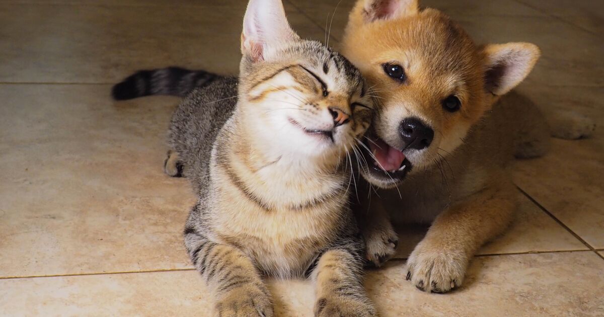 The reason to deworm your pet in spring The reason to deworm your pet in spring