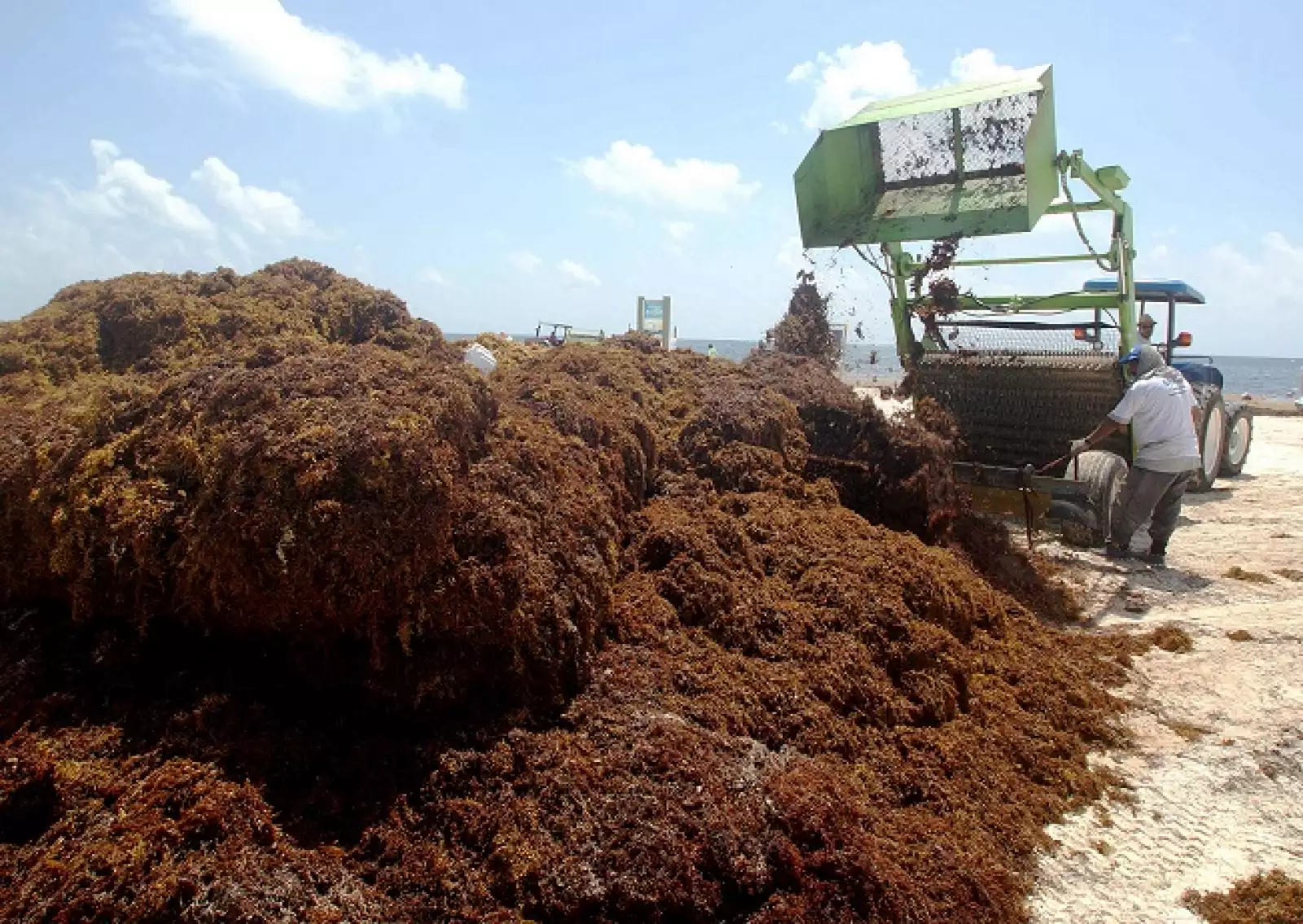 acumulaci�n de sargazo 5